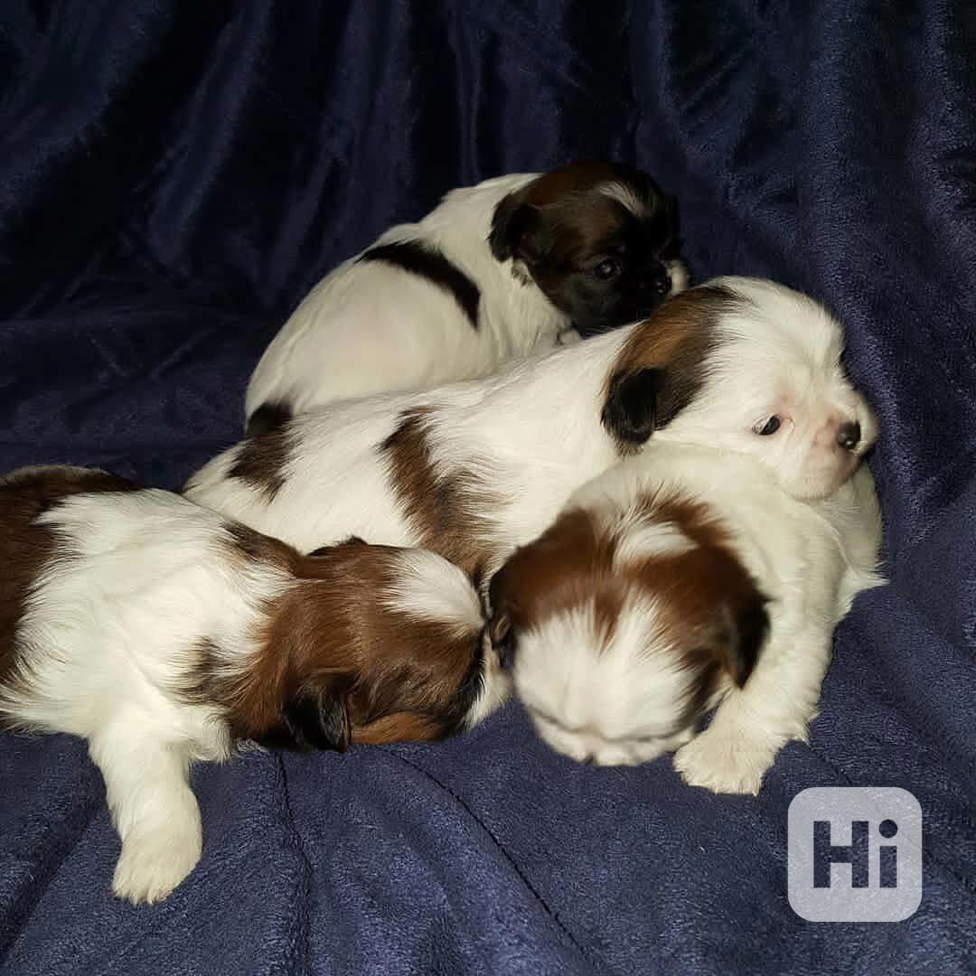 Roztomilá štěňátka Shih Tzu k dispozici - foto 1