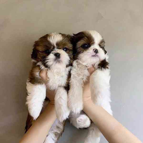Roztomilá štěňátka Shih Tzu k dispozici - foto 2