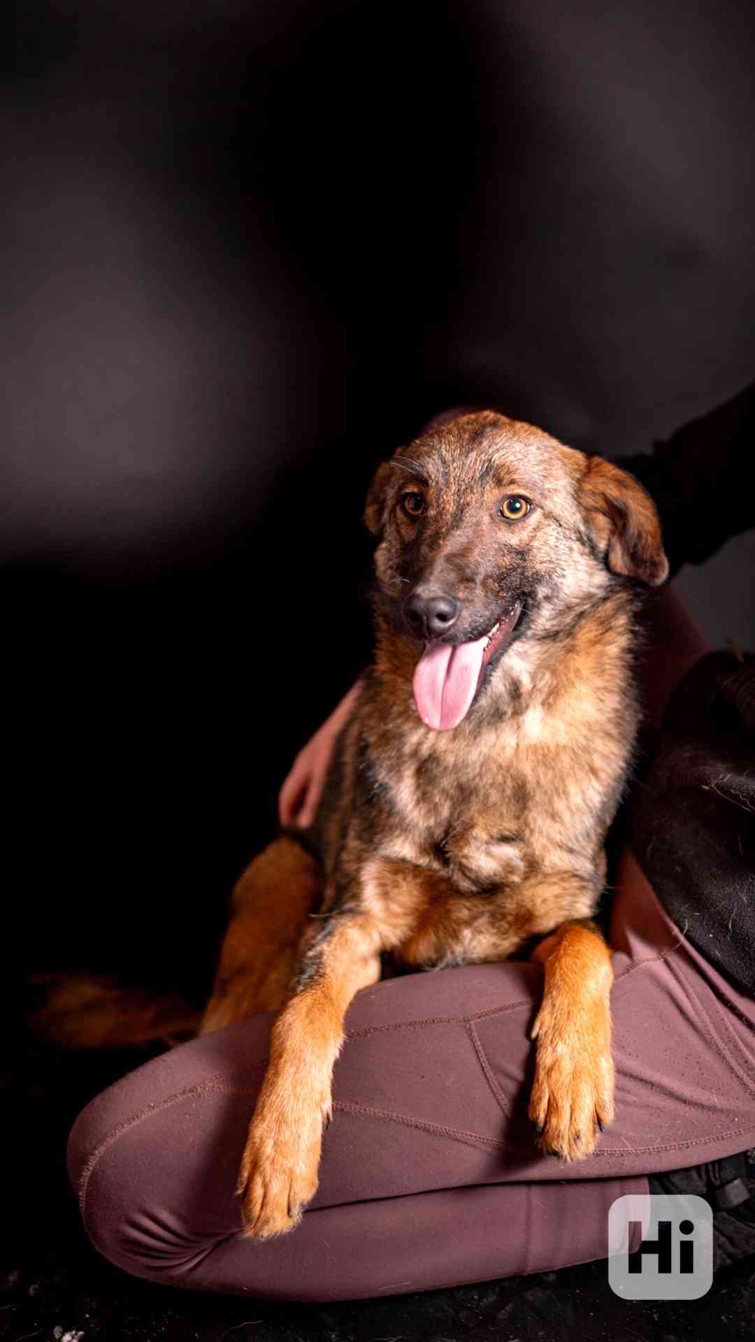 Kurt - hodný bojácnější chlapeček, kříženec, 10 měsíců - foto 1