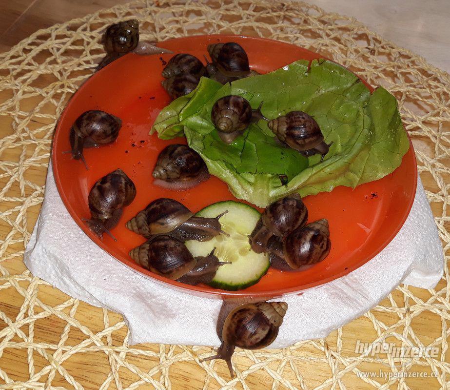 Šnek africký (Achatina, Oblovka) - Lissachatina Fulica - foto 1