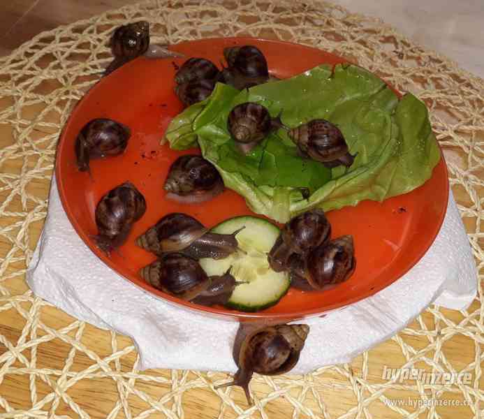 Šnek africký (Achatina, Oblovka) - Lissachatina Fulica - foto 1