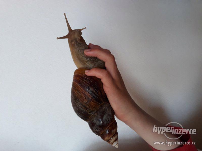 Šnek africký (Achatina, Oblovka) - Lissachatina Fulica - foto 2