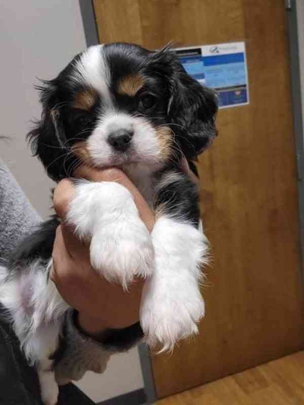 kavaliera king charles spaniela - foto 1