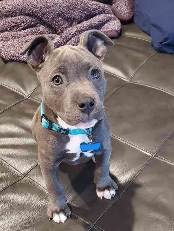 Štěňata cane corse k adopci - foto 1