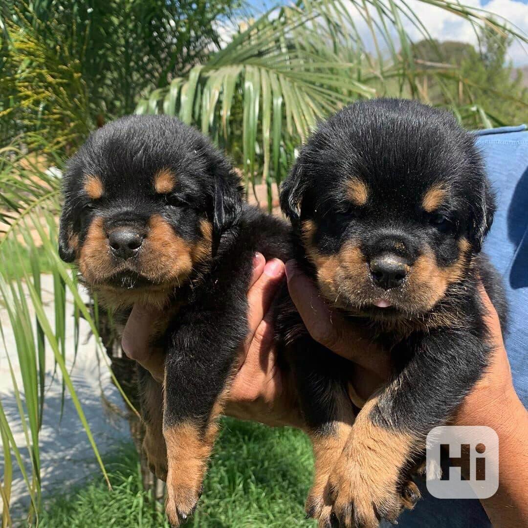 Štěňata rotvajlera k adopci - foto 1