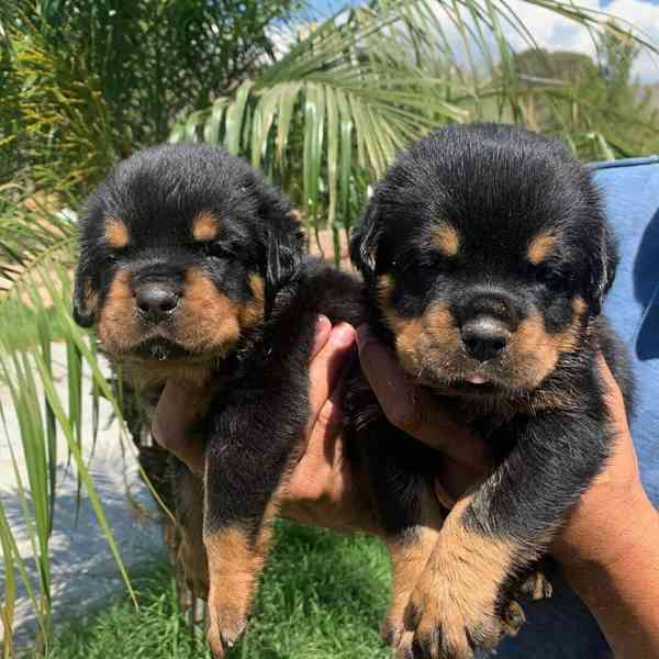 Štěňata rotvajlera k adopci - foto 1