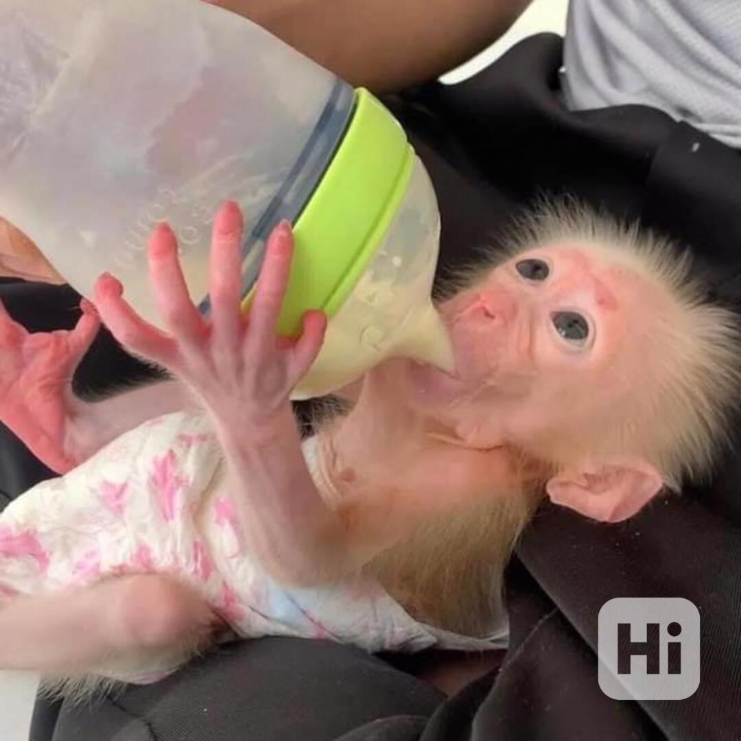 kapucínské opice k adoptaci - foto 1