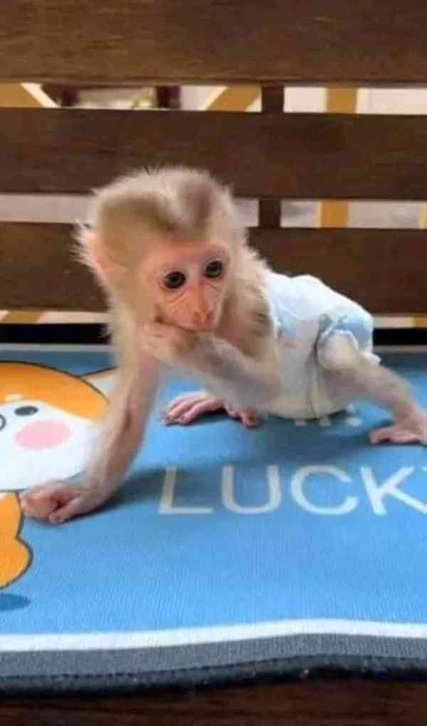 kapucínské opice k adoptaci - foto 2