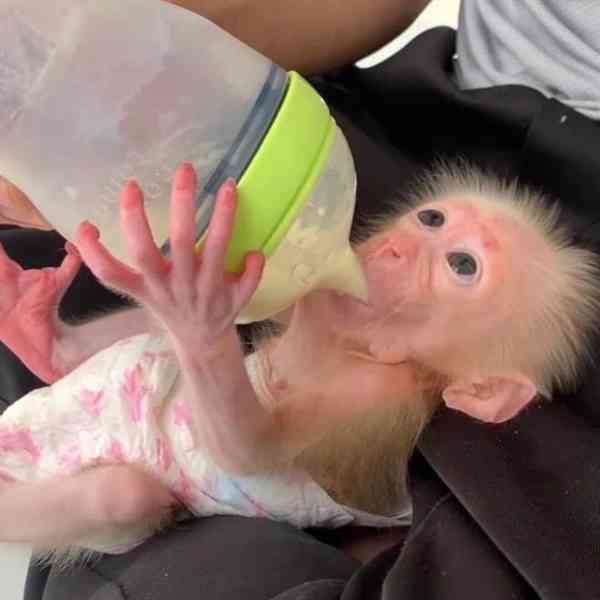 kapucínské opice k adoptaci - foto 1