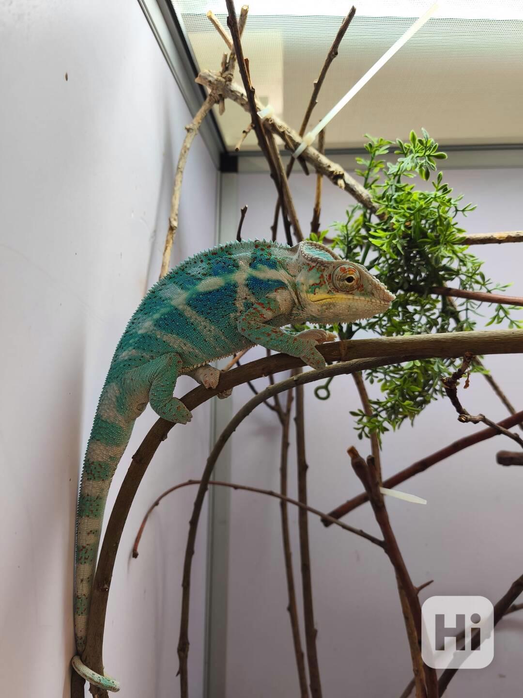 Furcifer pardalis Nosy faly - foto 1