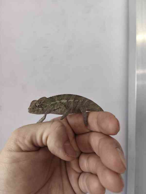 Furcifer pardalis Nosy faly - foto 2