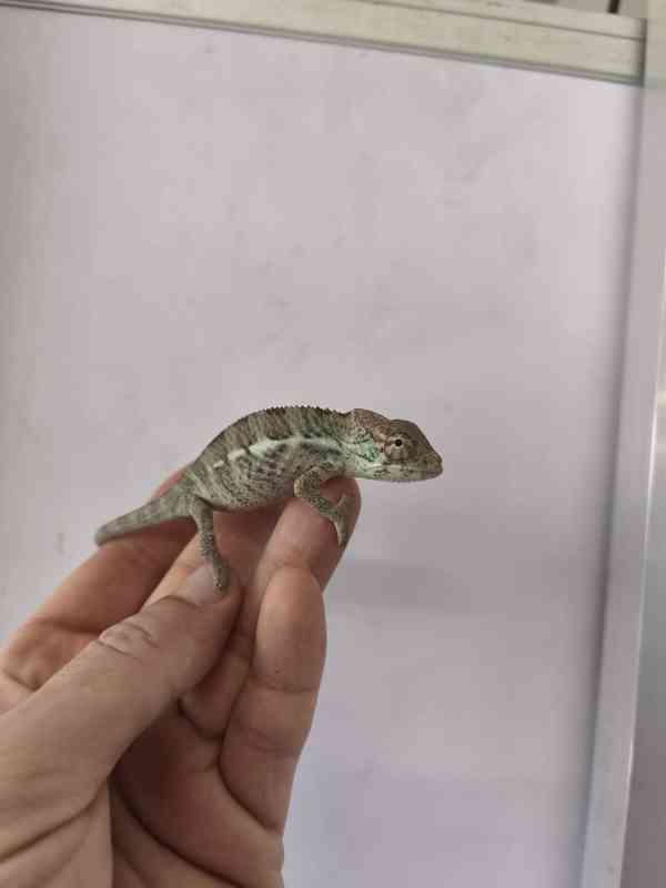 Furcifer pardalis Nosy faly - foto 3