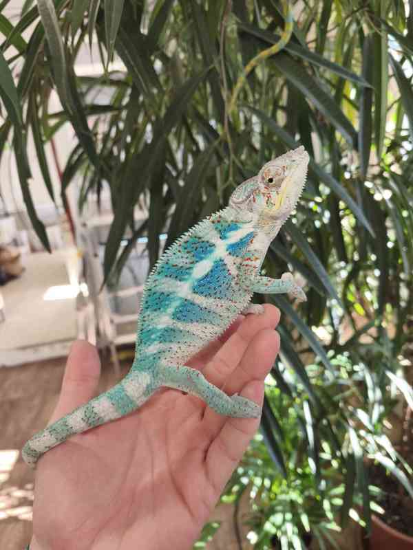 Furcifer pardalis Nosy faly - foto 4