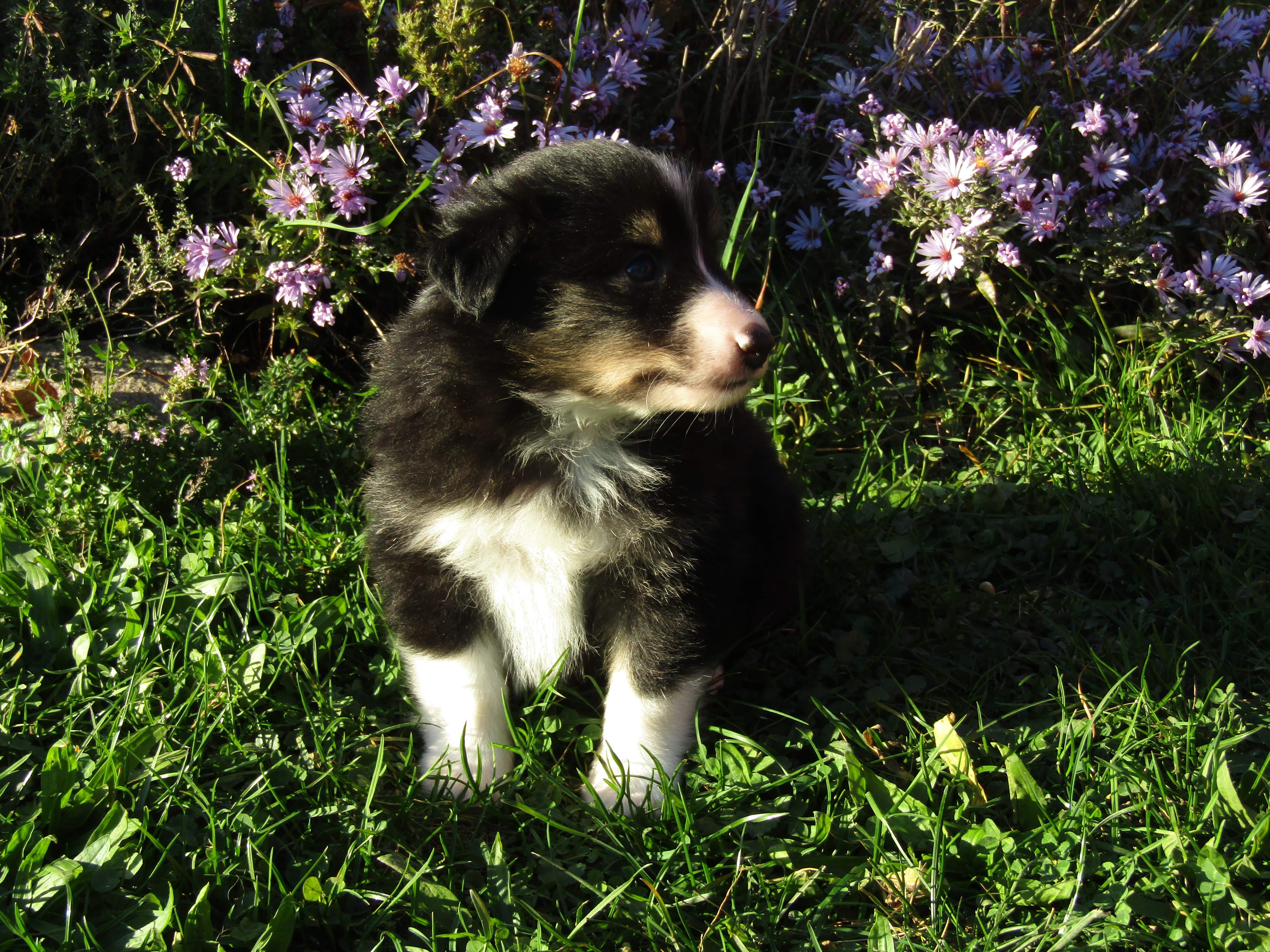 Štěňátka sheltie/šeltie s PP - foto 6