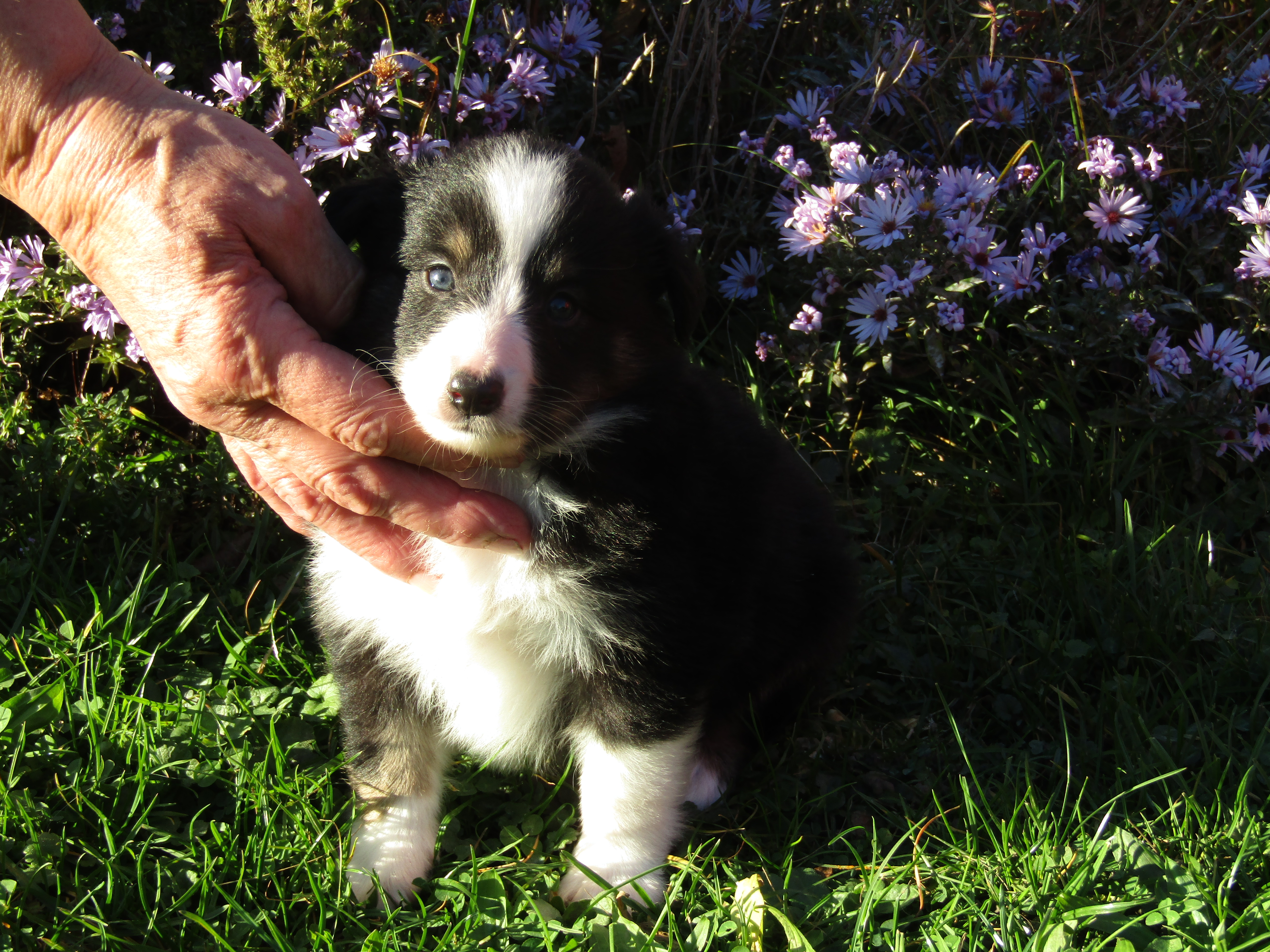 Štěňátka sheltie/šeltie s PP