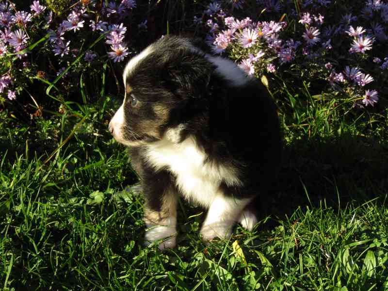 Štěňátka sheltie/šeltie s PP - foto 2