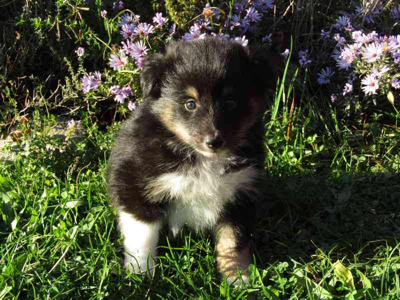 Štěňátka sheltie/šeltie s PP - foto 3