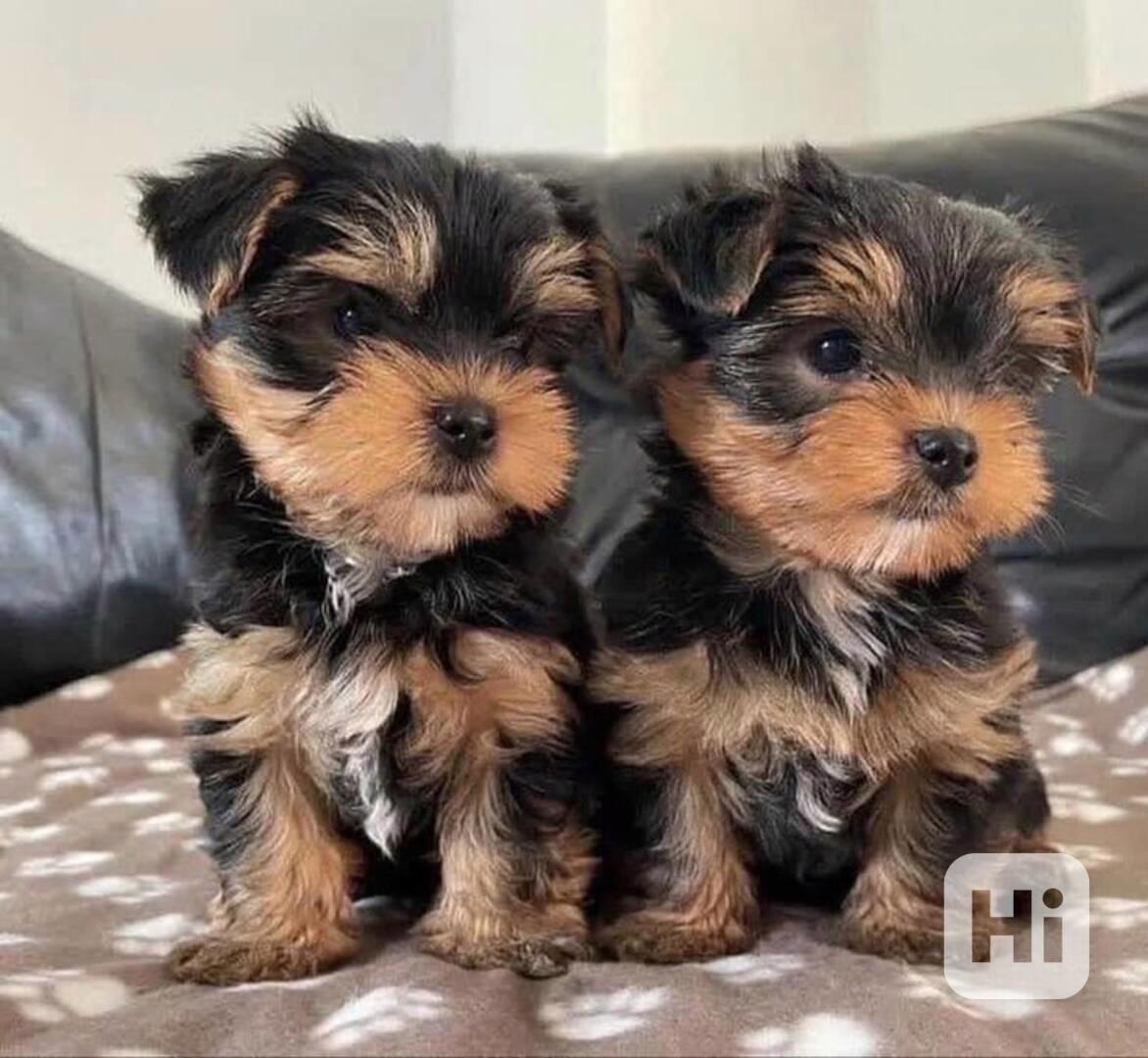 Nádherná malá štěňata jorkšírského teriéra k dispozici - foto 1
