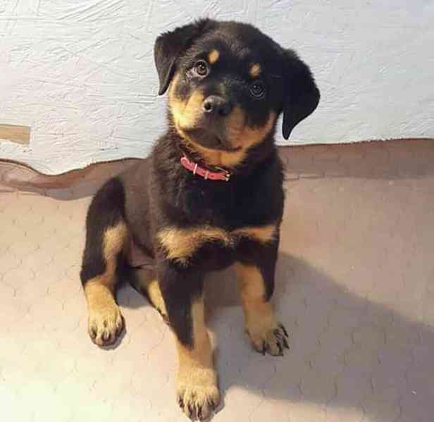 štěňata rotvajlera k adopci