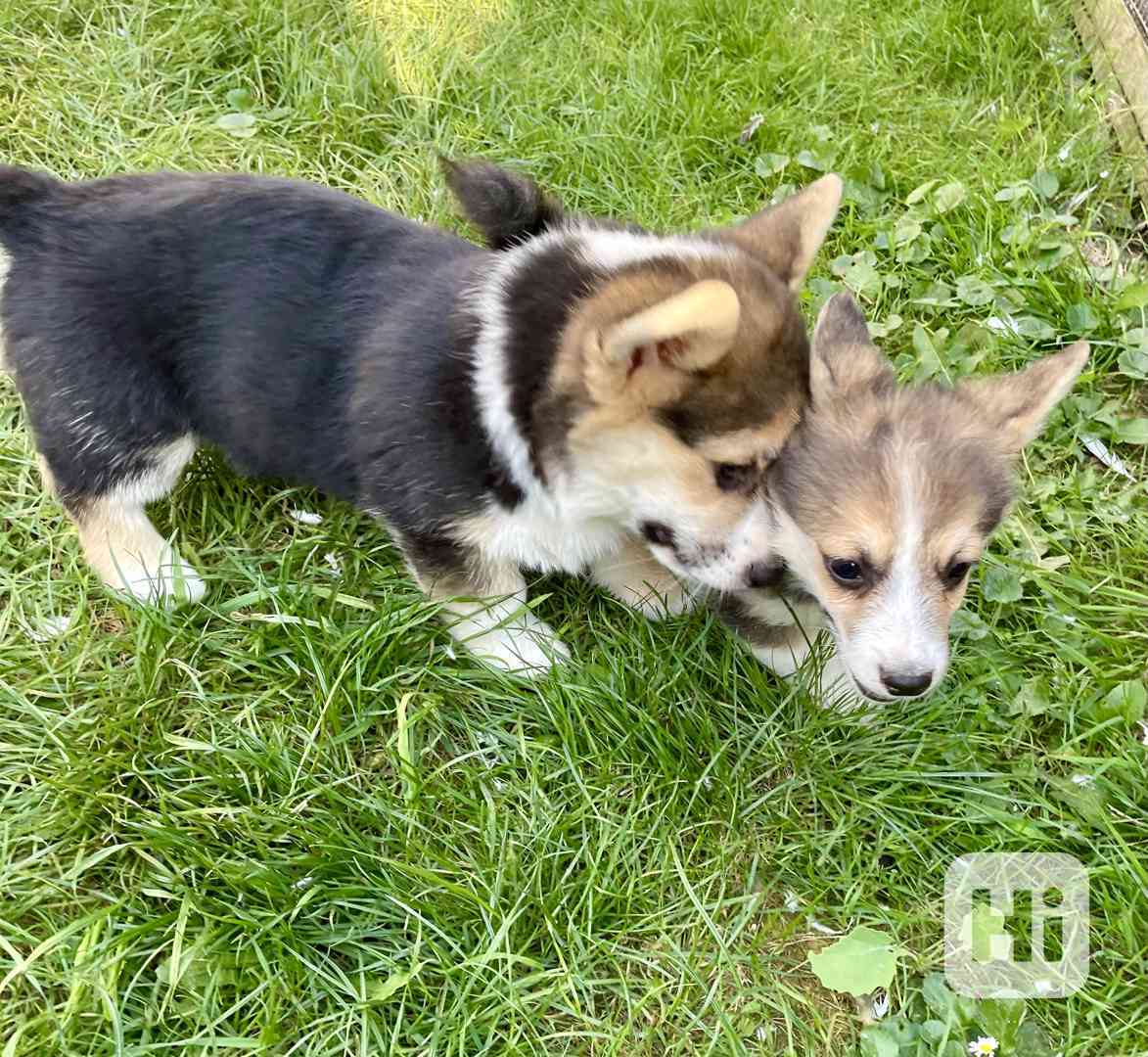 Štěňátka Welsh corgi - foto 1