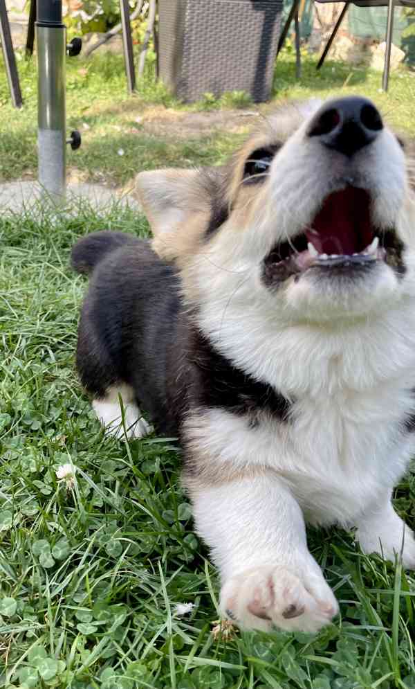 Štěňátka Welsh corgi - foto 3