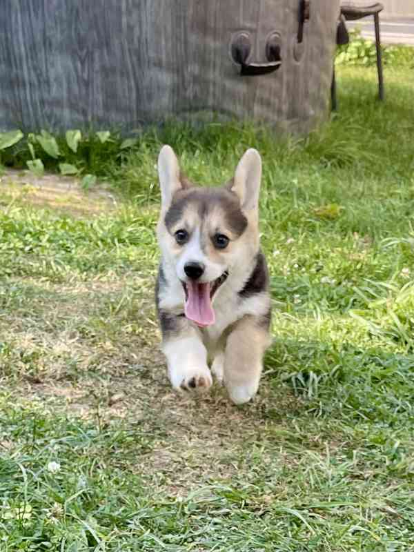 Štěňátka Welsh corgi - foto 8