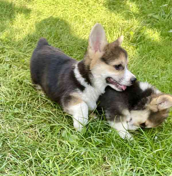 Štěňátka Welsh corgi - foto 9