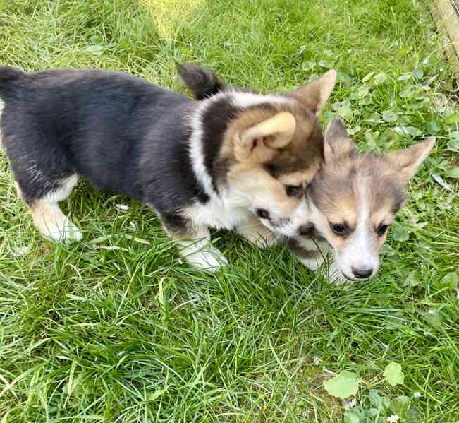 Štěňátka Welsh corgi