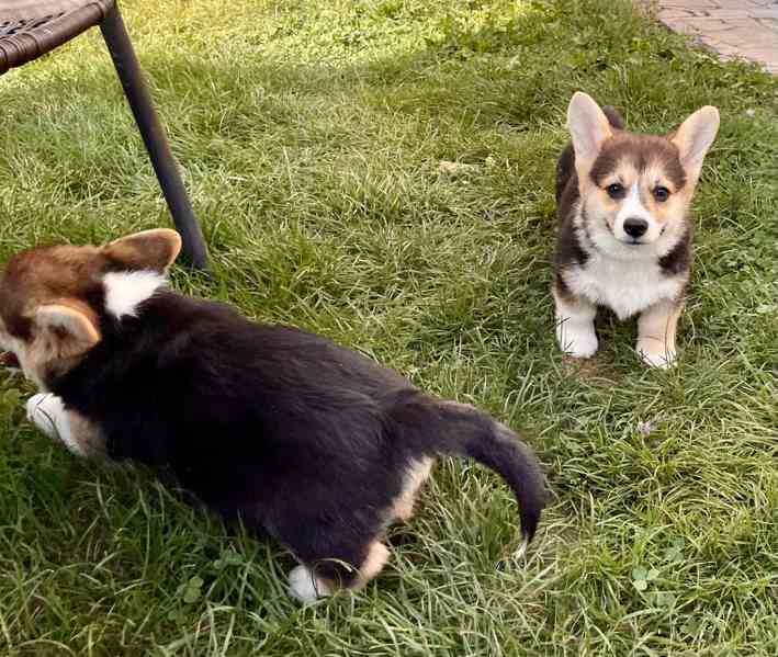 Štěňátka Welsh corgi - foto 7