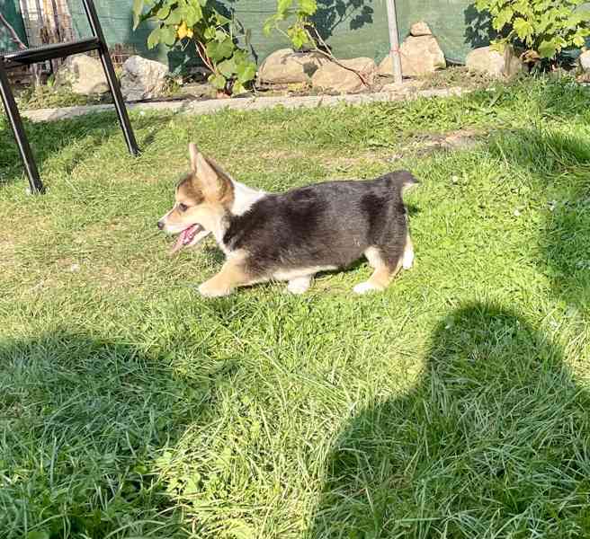 Štěňátka Welsh corgi - foto 6