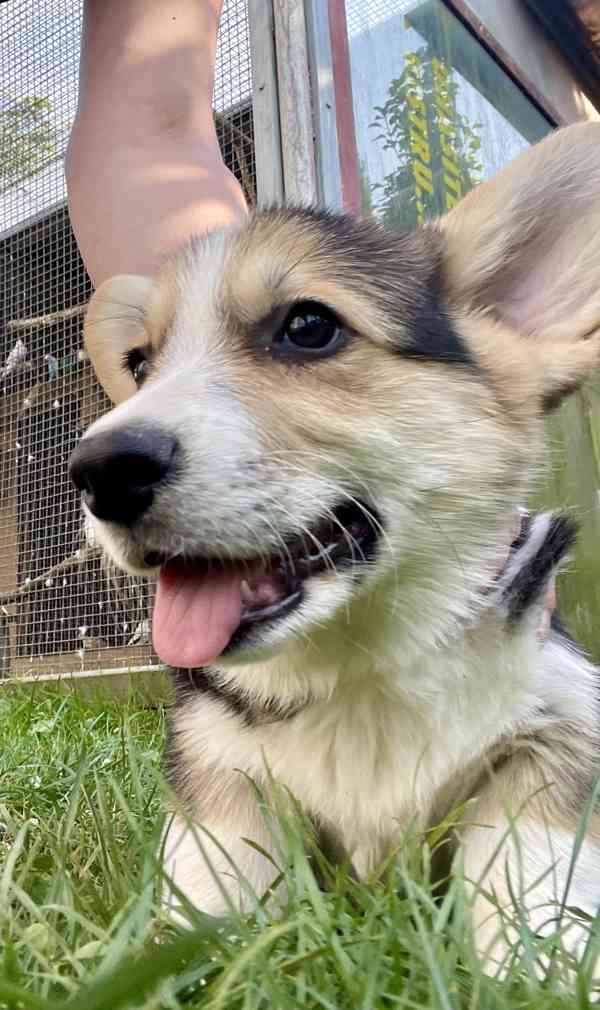 Štěňátka Welsh corgi - foto 2