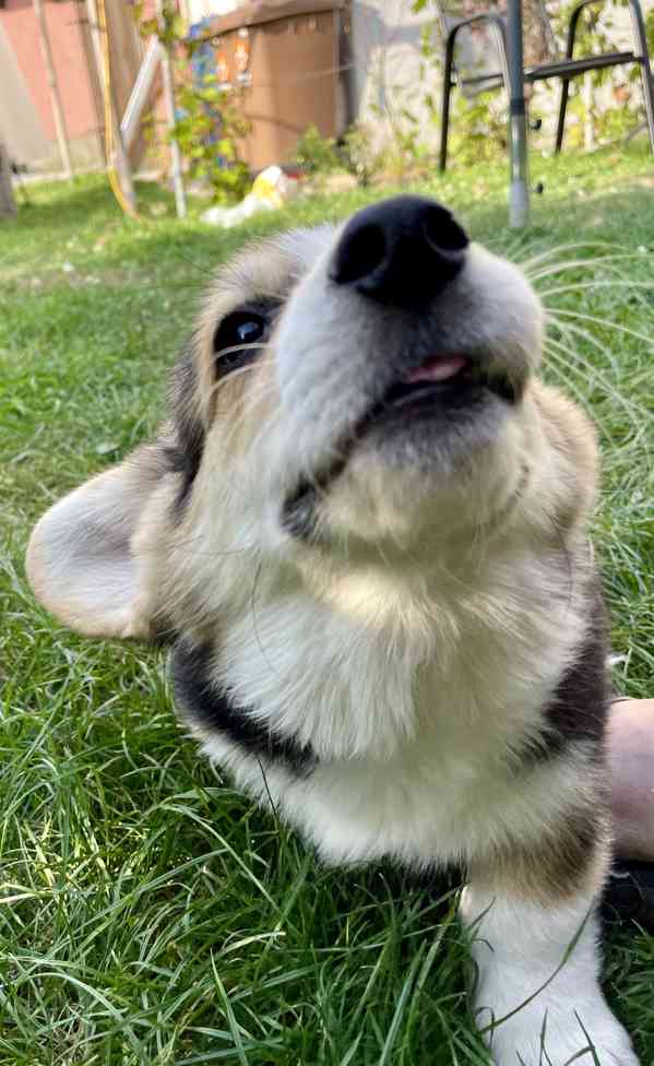 Štěňátka Welsh corgi - foto 4