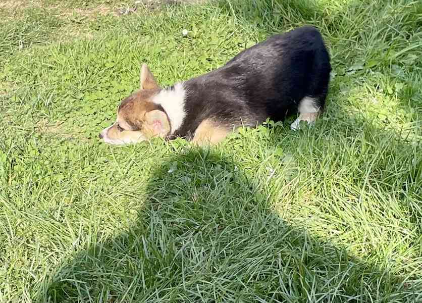 Štěňátka Welsh corgi - foto 5