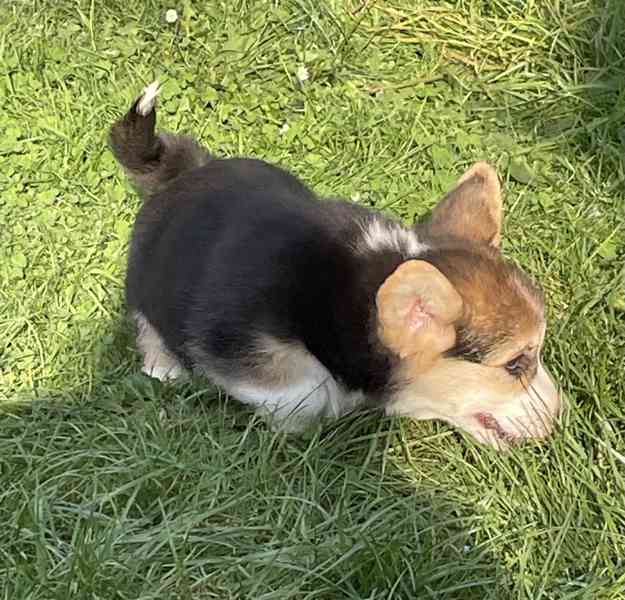 Štěňátka Welsh corgi - foto 10