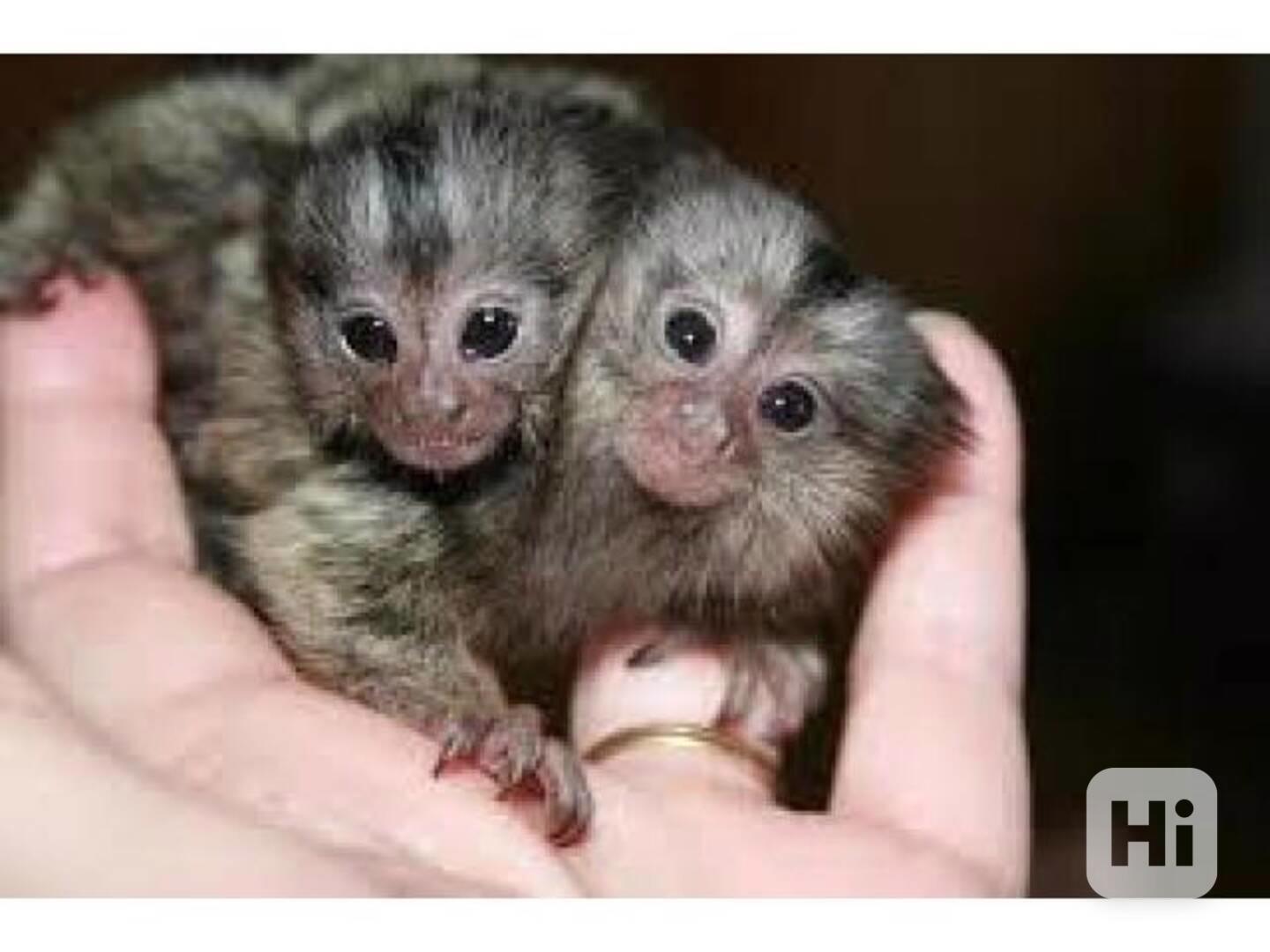 Prodám rozkošného trpasličího kosmana, - foto 1