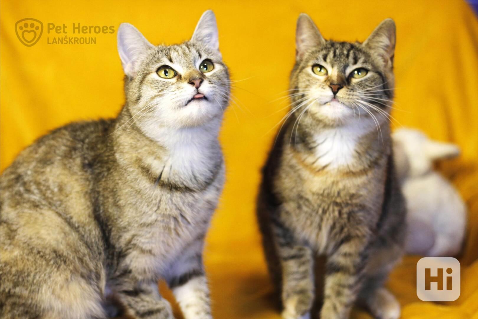 Sakura a Tempura ❤ miloučké kočičí sestřičky ❤ - foto 1