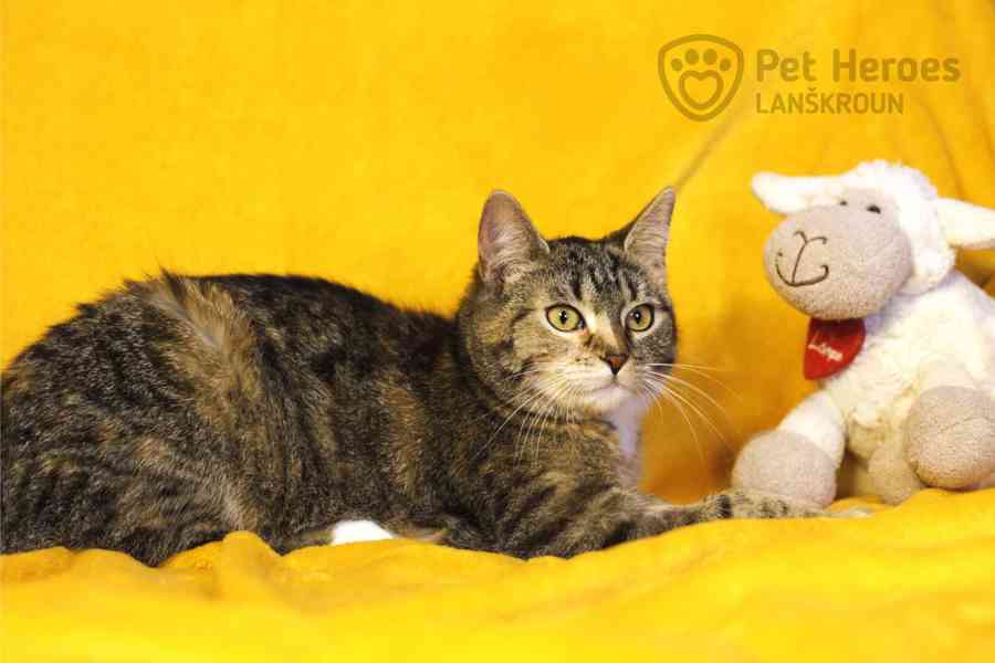 Sakura a Tempura ❤ miloučké kočičí sestřičky ❤ - foto 5