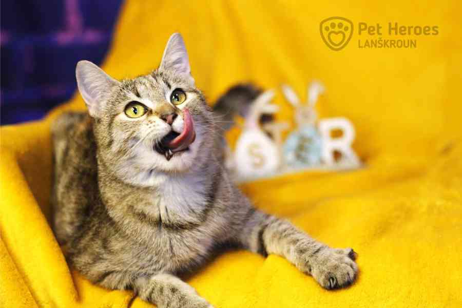 Sakura a Tempura ❤ miloučké kočičí sestřičky ❤ - foto 7