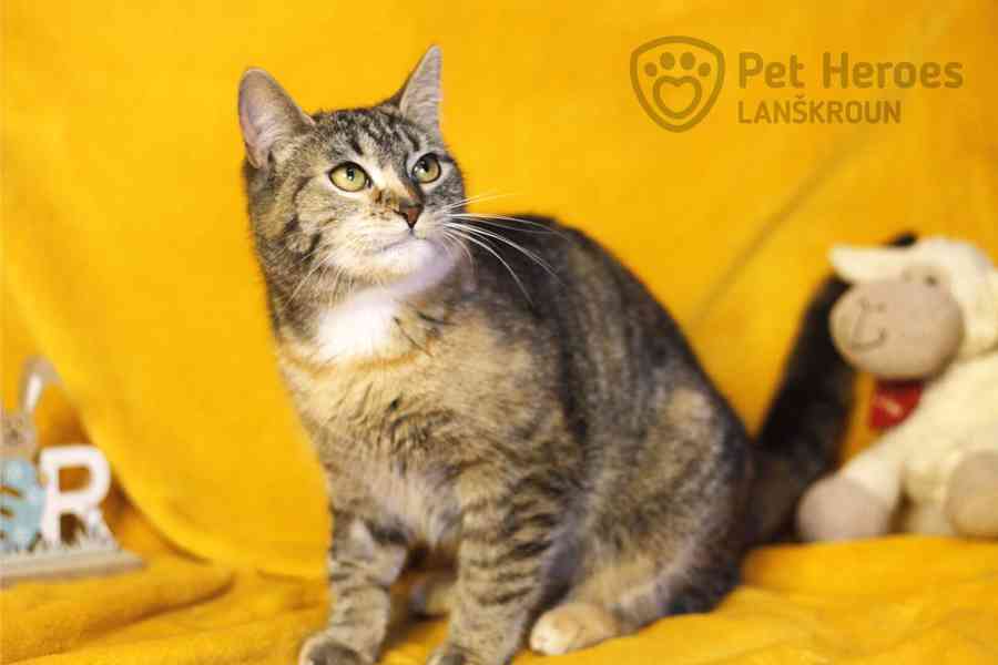 Sakura a Tempura ❤ miloučké kočičí sestřičky ❤ - foto 6