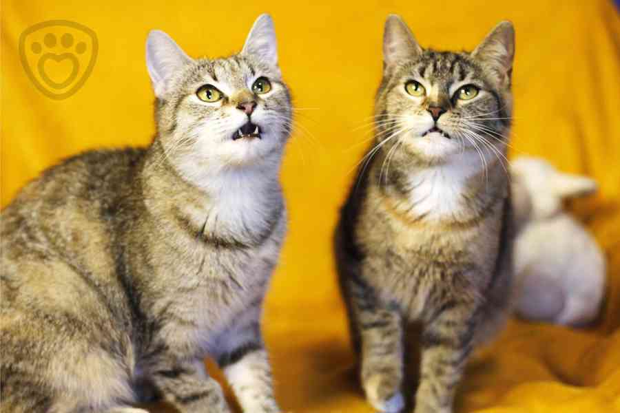 Sakura a Tempura ❤ miloučké kočičí sestřičky ❤ - foto 2