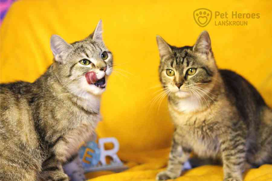 Sakura a Tempura ❤ miloučké kočičí sestřičky ❤ - foto 3