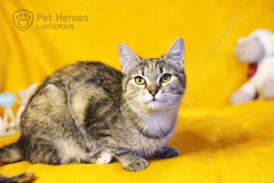 Sakura a Tempura ❤ miloučké kočičí sestřičky ❤ - foto 4