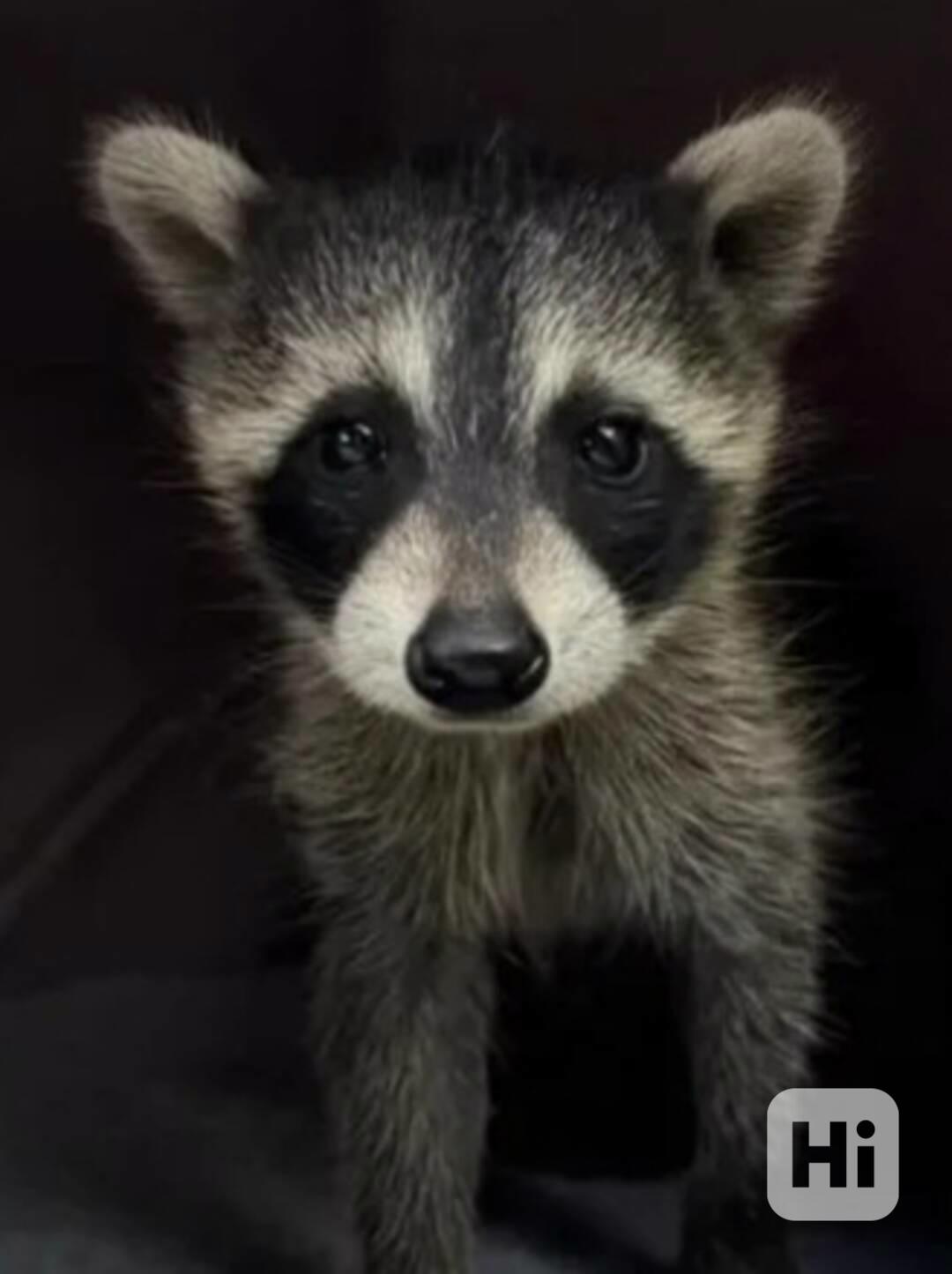 Mýval k adopci. - foto 1