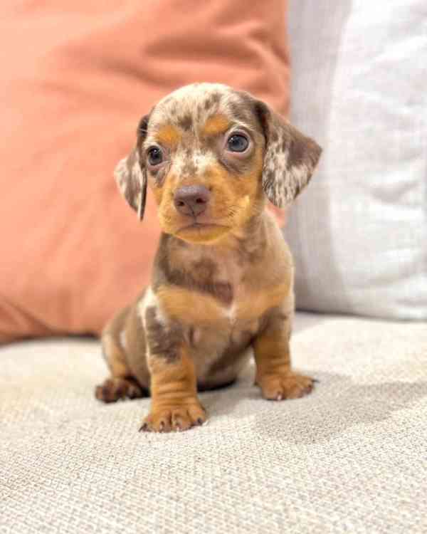 Rozkošná štěňata jezevčíka – milující a hraví společníci - foto 4