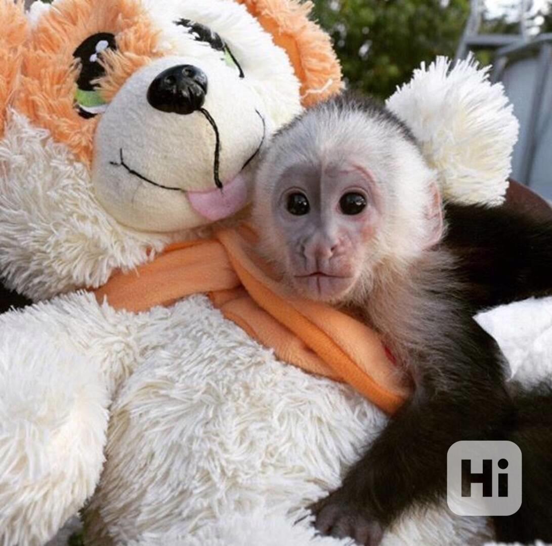 Zdarma Dítě kapucínské opice k adopci nyní zdarma  - foto 1