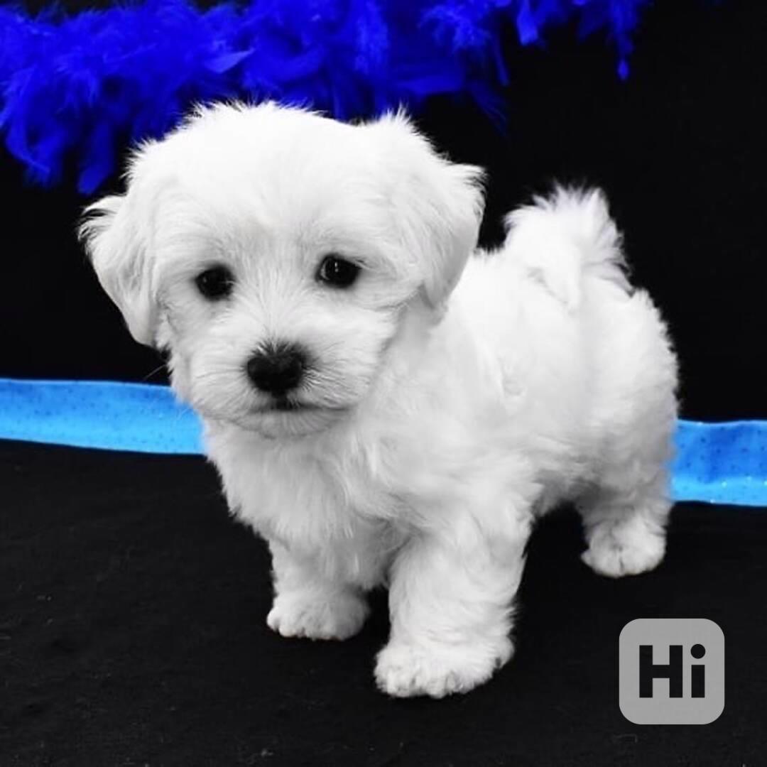 Štěňata maltézského ovčáka k adopci - foto 1