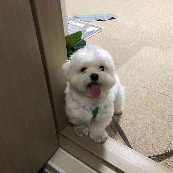 Štěňata maltézského ovčáka k adopci - foto 4