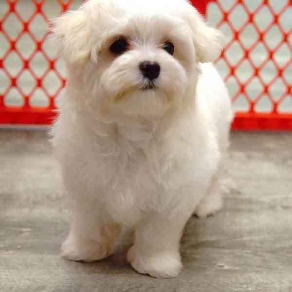 Štěňata maltézského ovčáka k adopci - foto 5