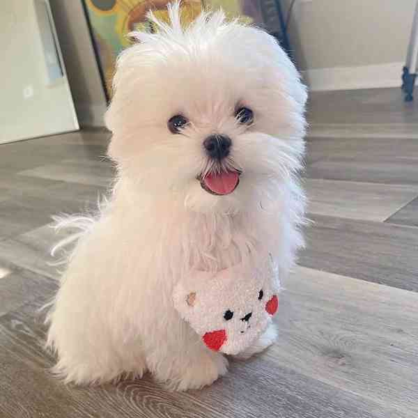 Štěňata maltézského ovčáka k adopci - foto 3