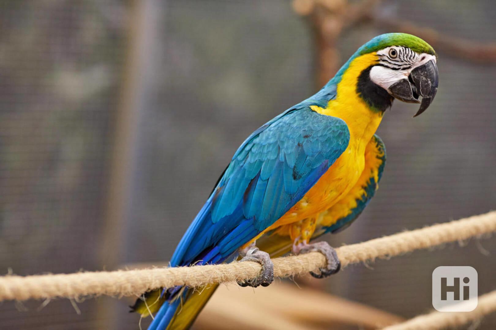 Inteligentní krotký modrý a zlatý papoušek - foto 1